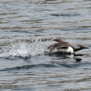 Zodiac tour - Guillemot
